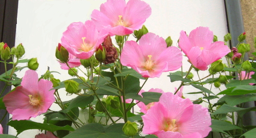 fuyou
