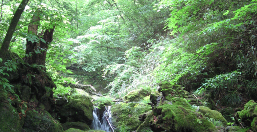wood_river