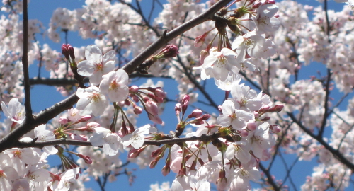 sakura